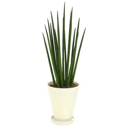 Sansevieria "Bacularis" in a ceramic pot