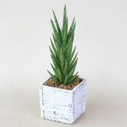 Sansevieria "Francisci" in a wood grain cement pot