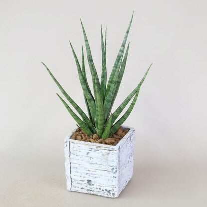 Sansevieria "Torch" in a wood grain cement pot