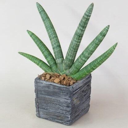 Sansevieria "Bonselensis" in a wood grain cement pot