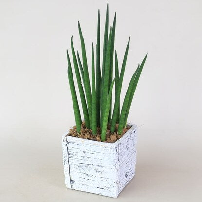 Sansevieria "Bacularis" in a wood grain cement pot