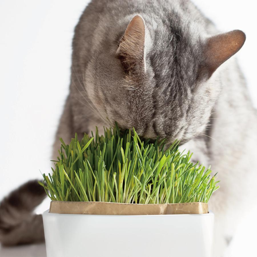 Cat Grass Cultivation Kit Nyan Veg Refill 2 Packs