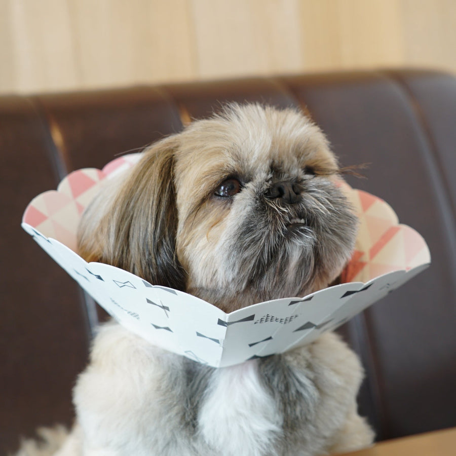 Compact Elizabethan Collar Eriko SS