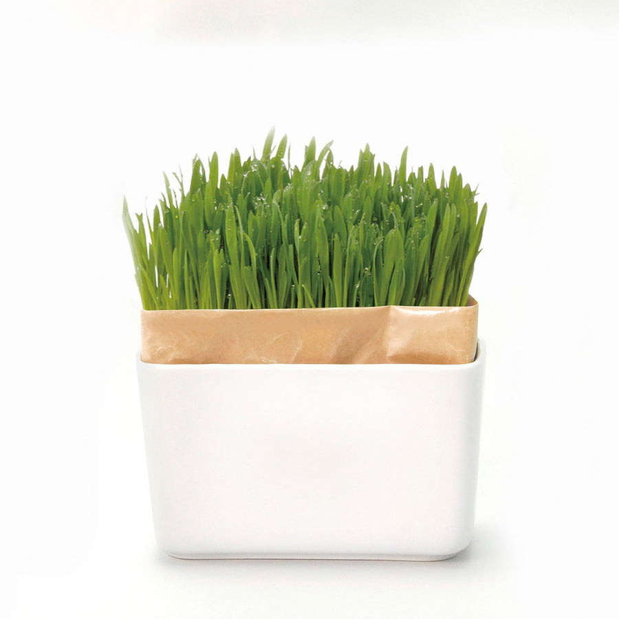 Cat Grass Cultivation Kit Nyan Veggie Set
