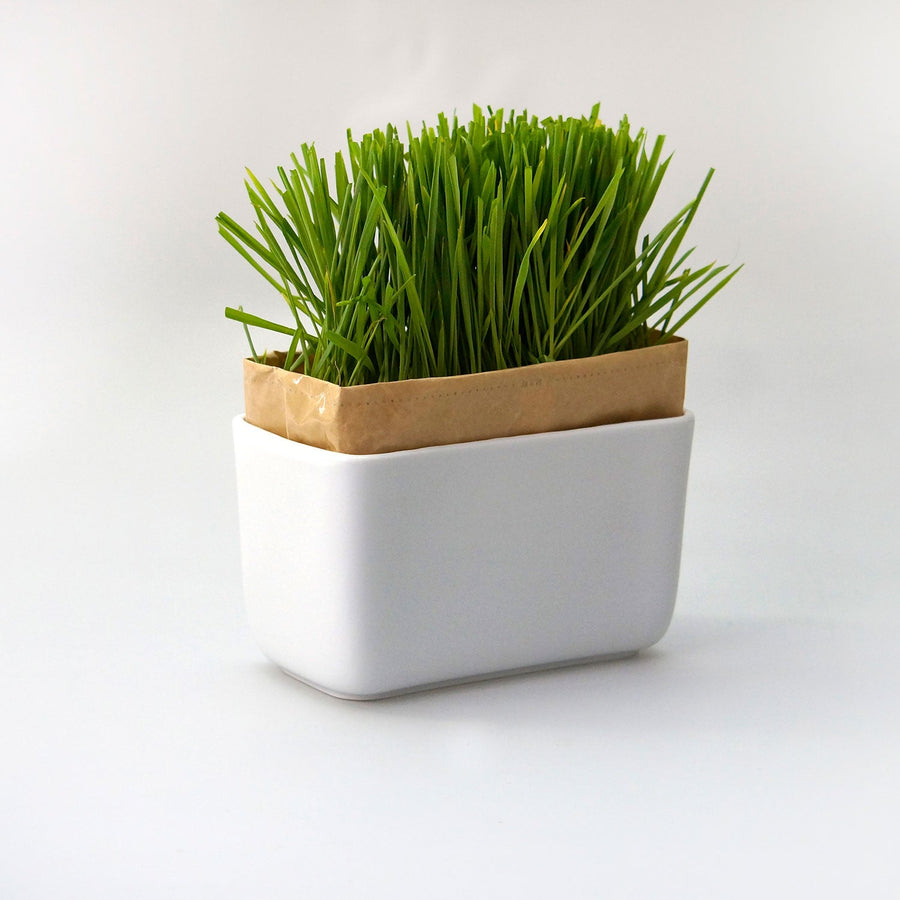 Cat Grass Cultivation Kit Nyan Veggie Set