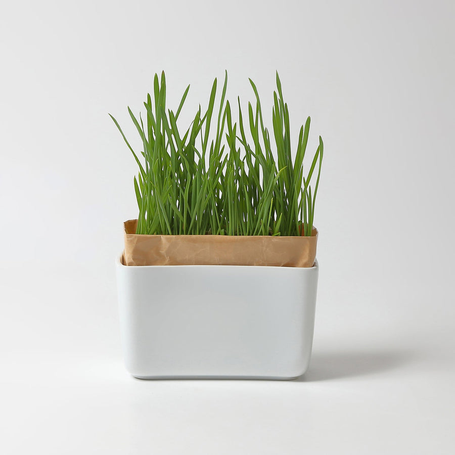 Cat Grass Cultivation Kit Nyan Veggie Set