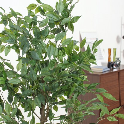 Cool-looking fake greenery (Ficus 160cm)