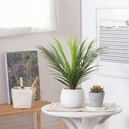 Refreshing fake greenery (palm in ceramic pot)