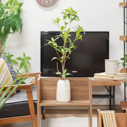 Fake greenery with a beautiful vertical silhouette (Osmanthus fragrans in a ceramic pot)