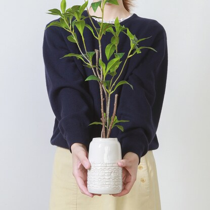 Fake greenery with a beautiful vertical silhouette (Osmanthus fragrans in a ceramic pot)