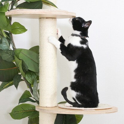 Healing Cat Tower - Tension Type (Sora)