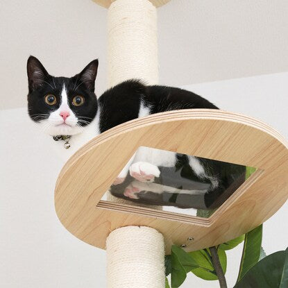 Healing Cat Tower - Tension Type (Sora)