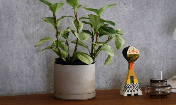 Planter Pot 14.5cm HP045 Natural