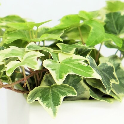 Hedera helix variegata