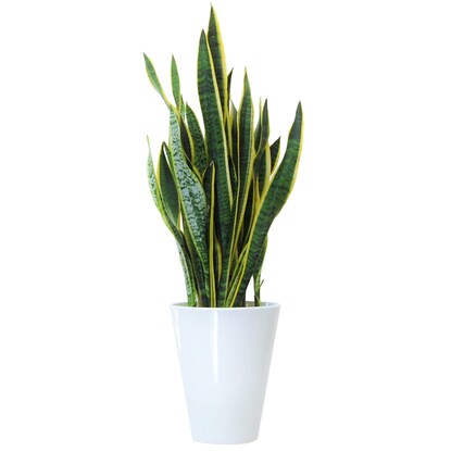 Sansevieria Laurentii