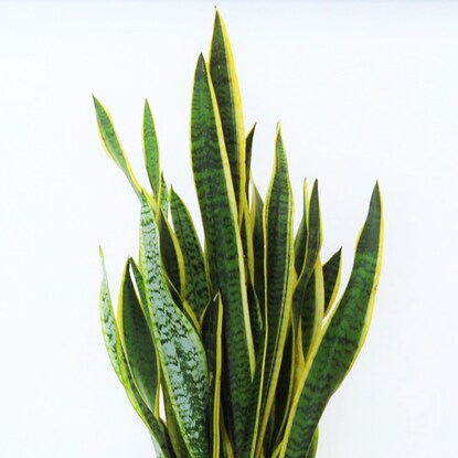 Sansevieria Laurentii