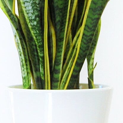 Sansevieria Laurentii