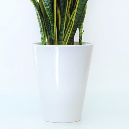 Sansevieria Laurentii