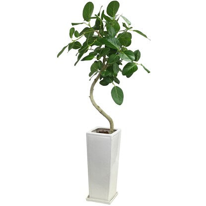 Ficus "Bengalensis" in a curved ceramic pot