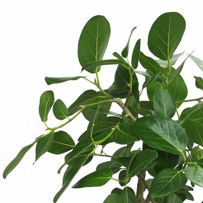 Ficus "Bengalensis" in a curved ceramic pot