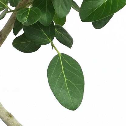 Ficus "Bengalensis" in a curved ceramic pot