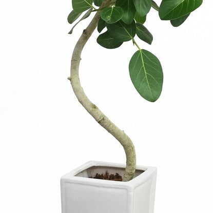 Ficus "Bengalensis" in a curved ceramic pot