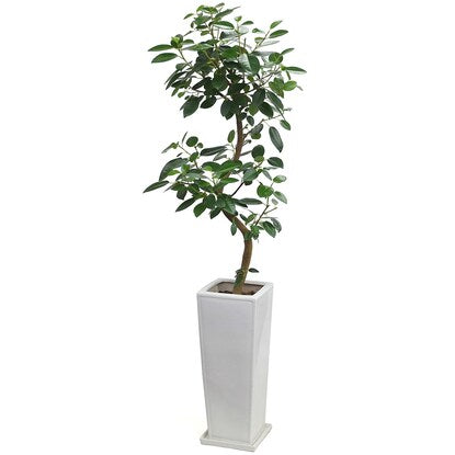 Ficus "Rubinosa" in a curved ceramic pot