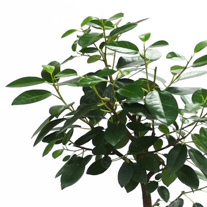 Ficus "Rubinosa" in a curved ceramic pot