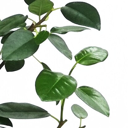 Ficus "Rubinosa" in a curved ceramic pot