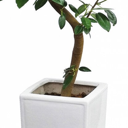 Ficus "Rubinosa" in a curved ceramic pot