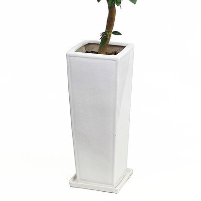 Ficus "Rubinosa" in a curved ceramic pot