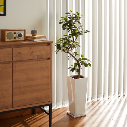 Ficus "Rubinosa" in a curved ceramic pot