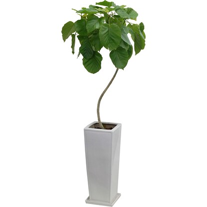 Ficus "Umbelatta" in a curved ceramic pot