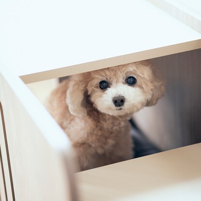 France Pet Pet Step Bench