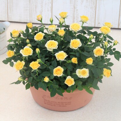 Mini rose shallow type 300 (yellow)