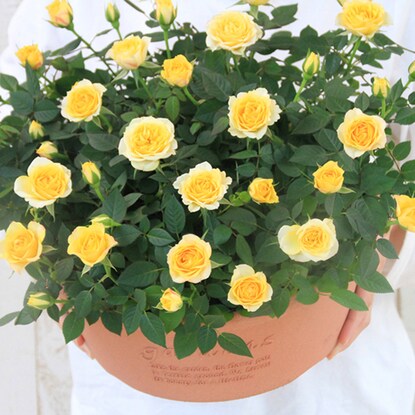 Mini rose shallow type 300 (yellow)