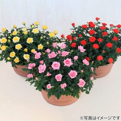 Mini rose shallow type 300 (yellow)