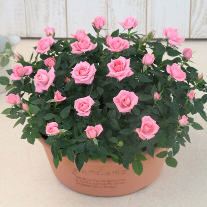 Mini rose shallow type 300 (pink)