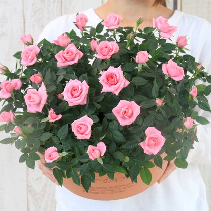 Mini rose shallow type 300 (pink)