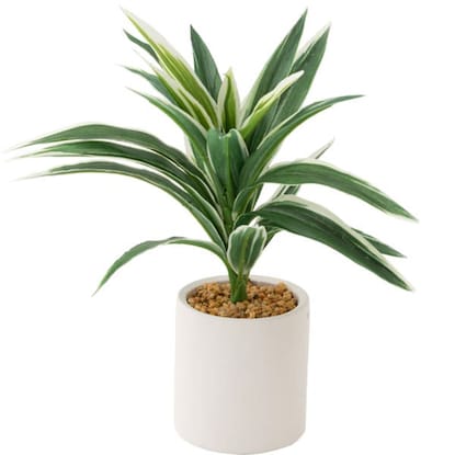 Fake greenery (Dracaena 28cm in terracotta pot)