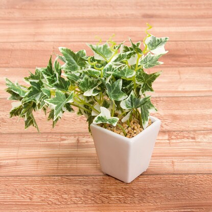 Fake green (Ivy pot white green F201-80A/90)