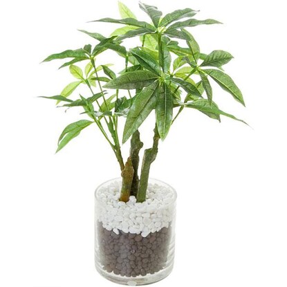 Fake greenery (Pachira in glass pot)