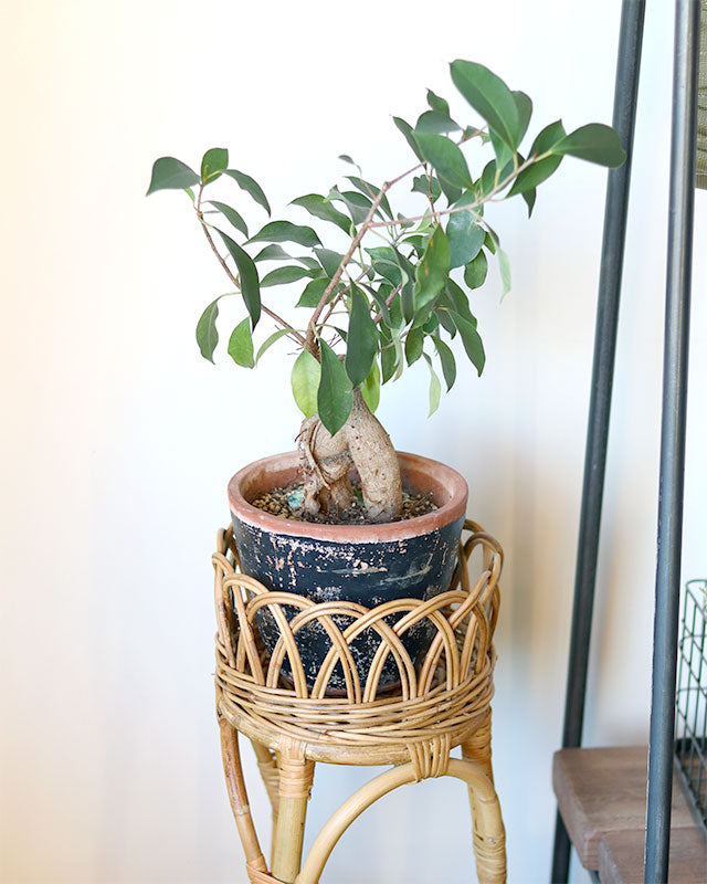 JUGLAS Flower Stand L