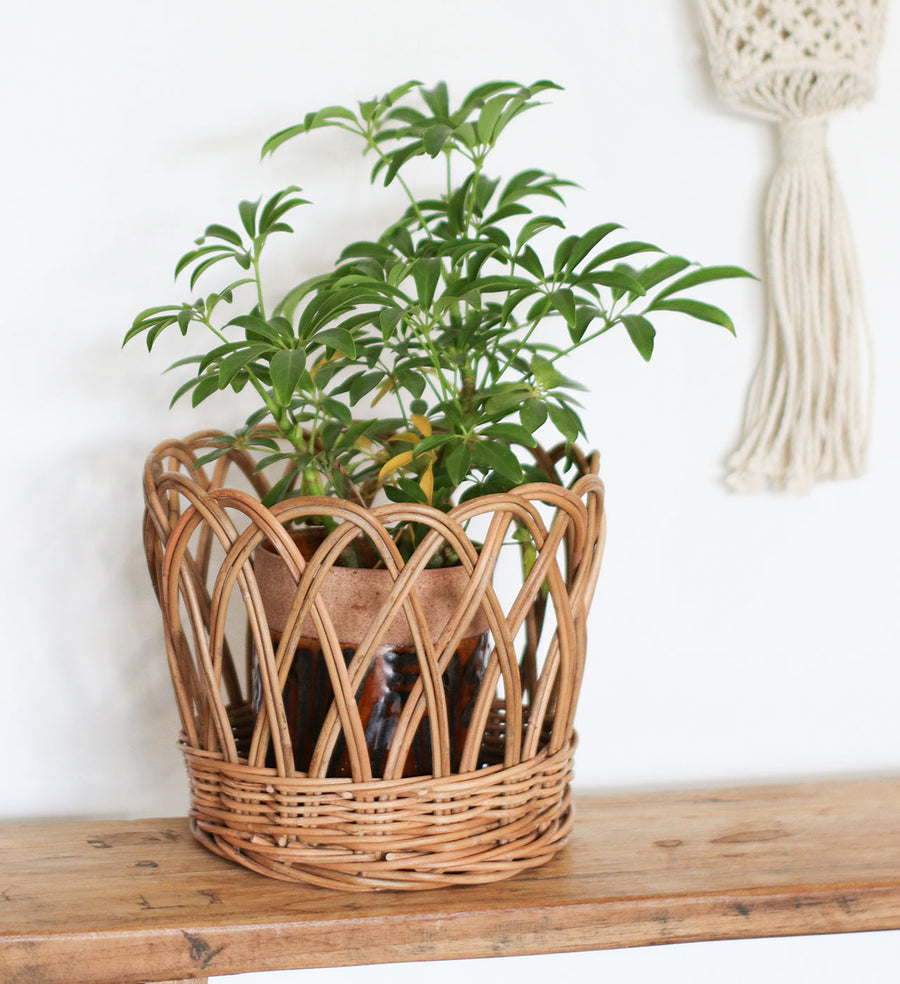 THE AROROG Pot Cover, Large Size