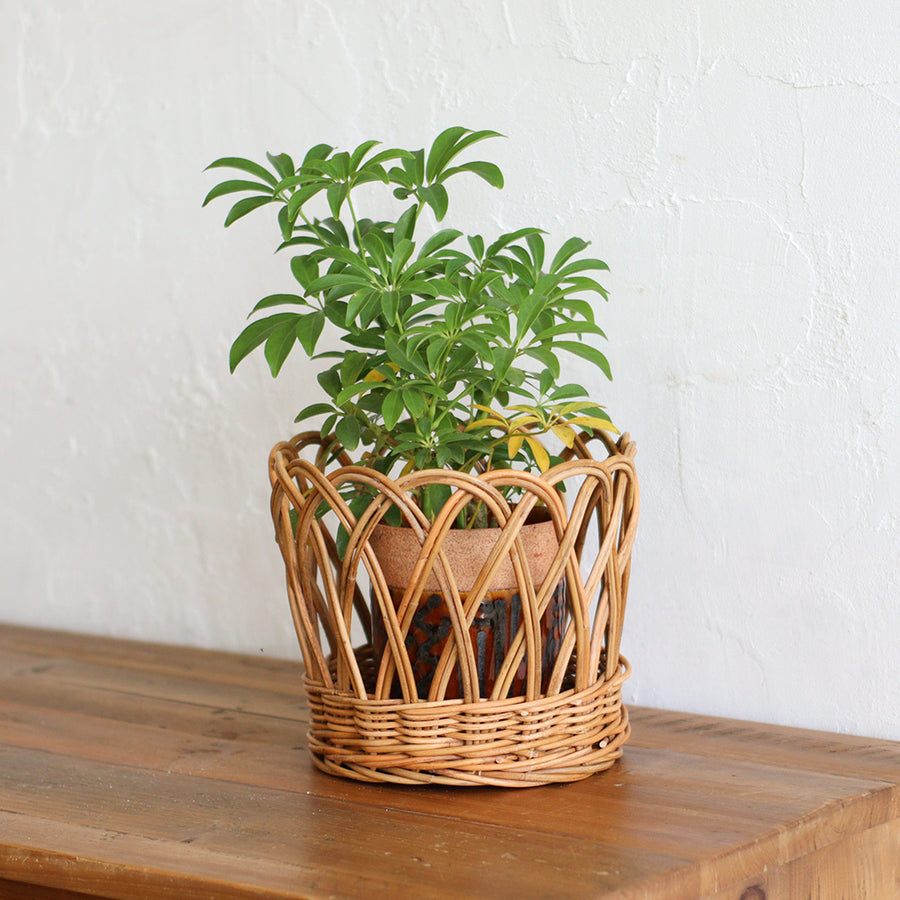 THE AROROG Pot Cover, Large Size