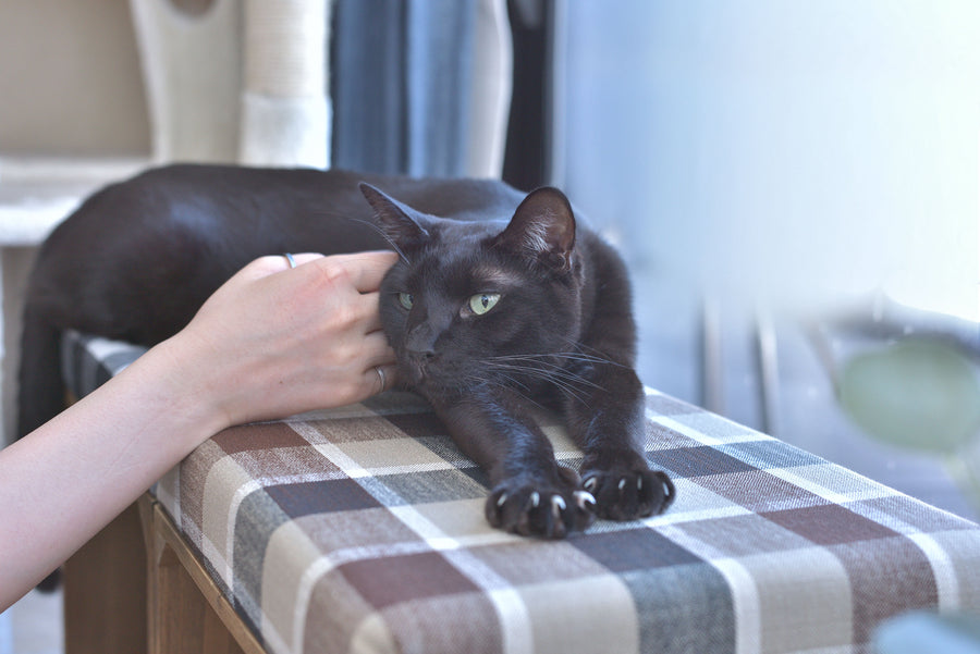 Pet Stool Brown