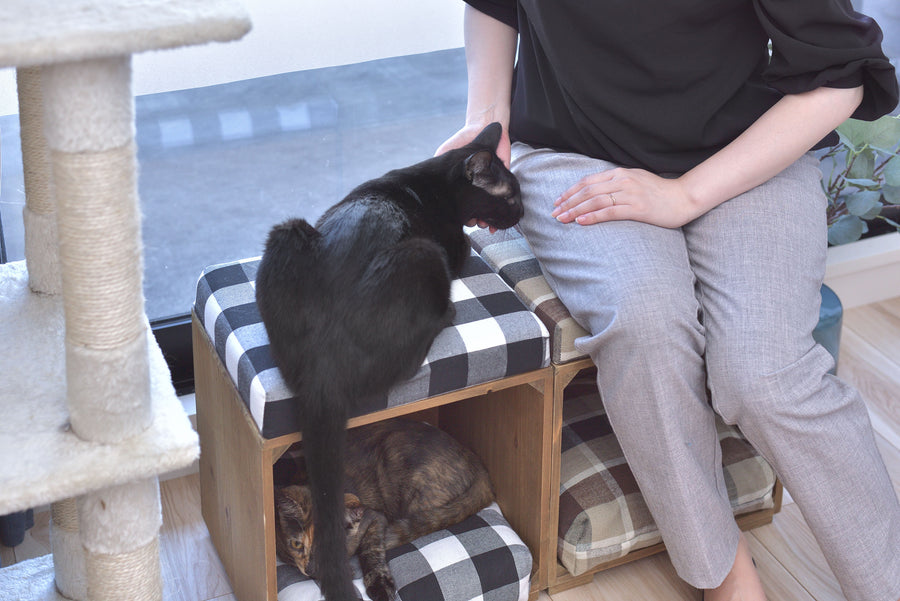 Pet Stool Brown