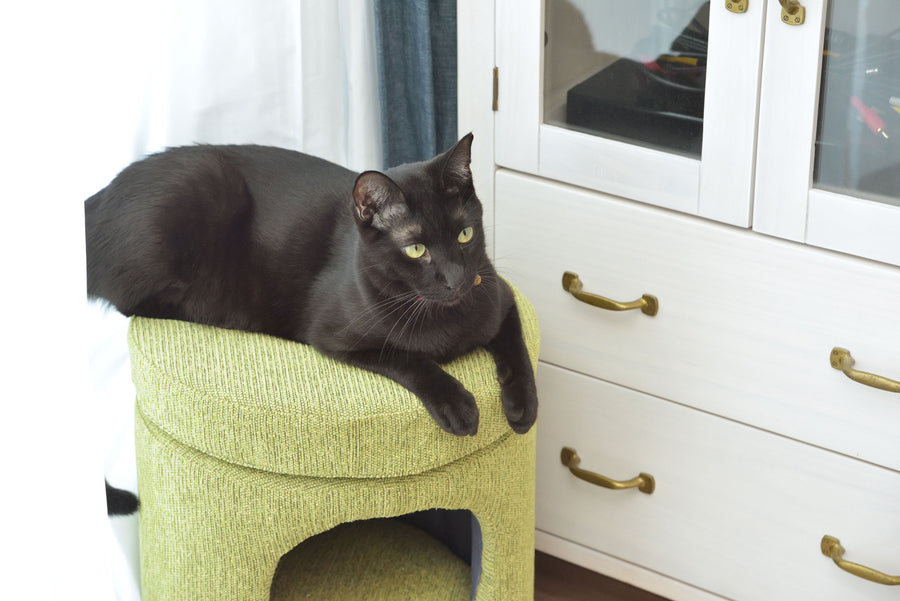 Pet Stool Green