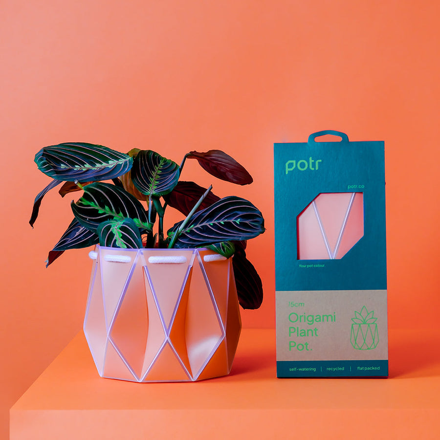 ポッターポット 15cm コーラル