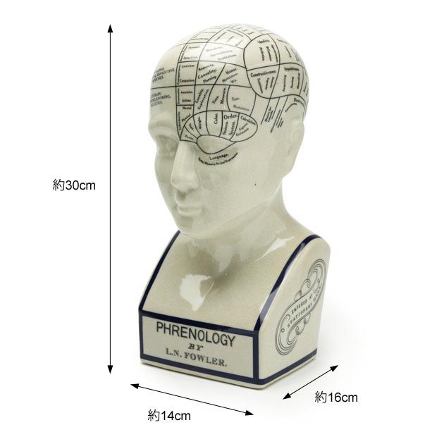 THE PHRENOLOGY-L